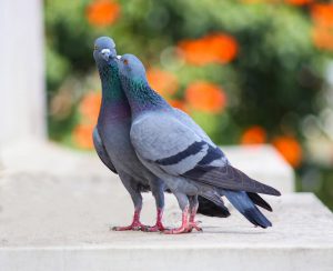 רשת ציפורים